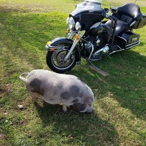 Meet your Posher, Gary